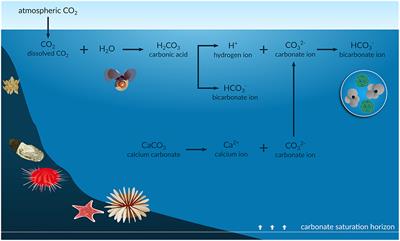 A Review and Meta-Analysis of Potential Impacts of Ocean Acidification on Marine Calcifiers From the Southern Ocean